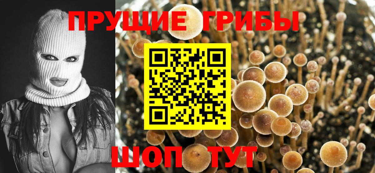 Псилоцибиновые грибы мицелий Орёл